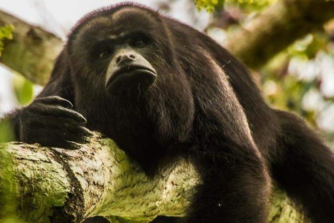Private Belize Cave Tubing & Howler Monkey Sanctuary Combo Tour With Lunch - Included Amenities