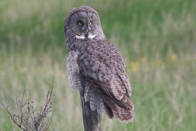 Private Birdwatching Activity in Penticton - Meeting and Pickup