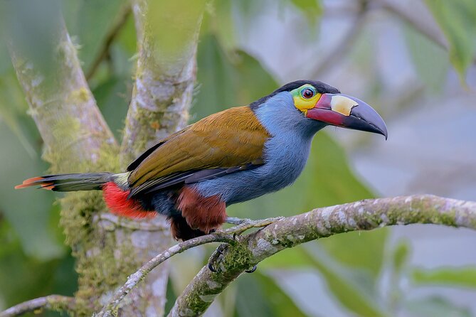 Private Cajas National Park Tour Through Cloud Forest and Moorlands - Inclusions and Logistics