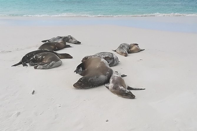 Private Charles Darwin Station Tour &Tortuga Bay Beach With Lunch - Itinerary Highlights