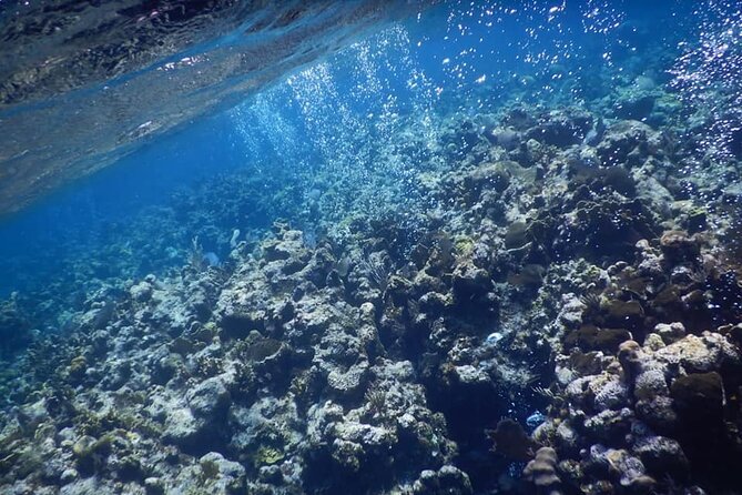 Private Chocolate & Rumfactory Tour Snorkeling CoralReef WestEnd - Private Snorkeling Adventure