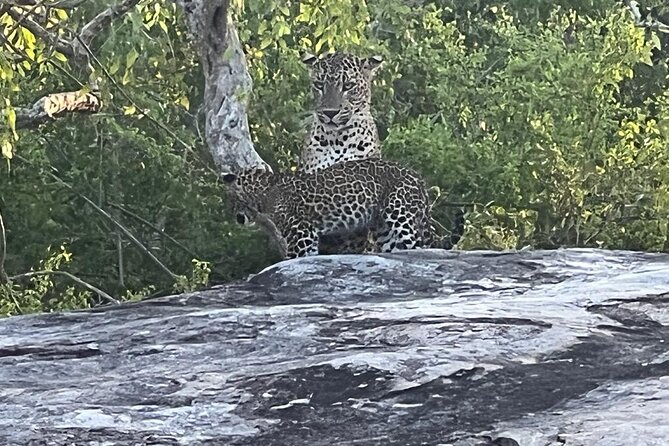 Private Day Tour in Yala National Park With Lunch - Wildlife Encounters in Yala