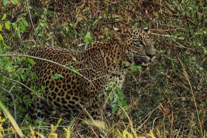 Private Day Tour: Yala National Park Safari Tour From Galle & Weligama - Wildlife Encounter