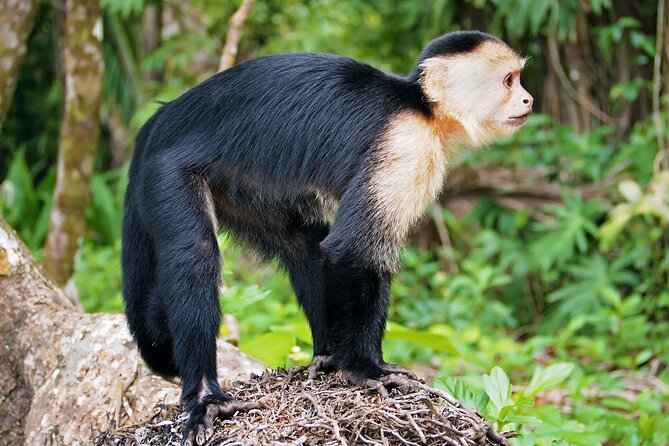 Private Day Trip From San Jose to Cahuita National Park (Caribbean Coast) - Customer Reviews