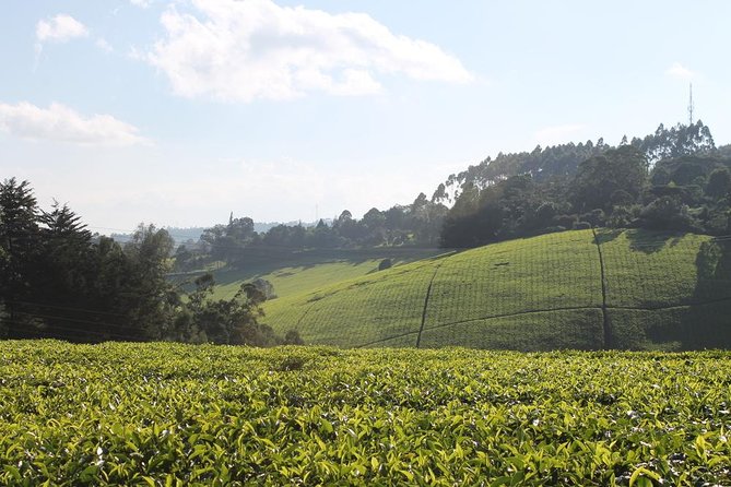 Private Day Trip to Kiambethu Tea Farm in Limuru From Nairobi - Scenic Drive to Limuru