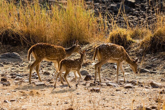 Private Day Trip to Ranthambore Tiger Reserve From Jaipur - Included Amenities