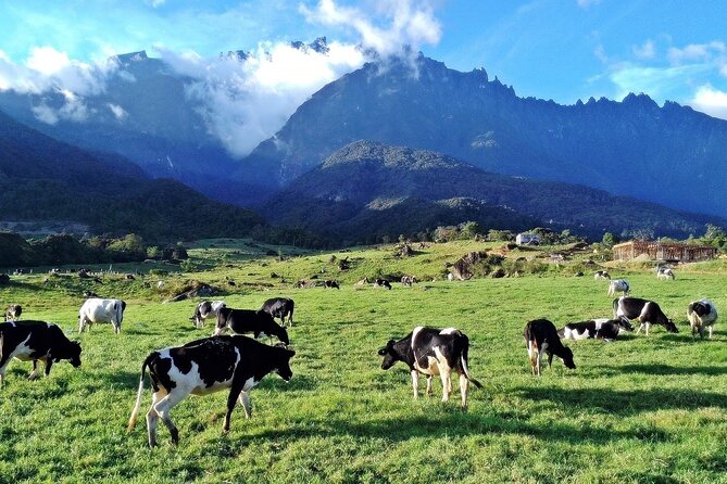 Private Desa Dairy Farm, Kinabalu National Park, Hot Spring & Canopy Walk Tour - Desa Dairy Farm Experience