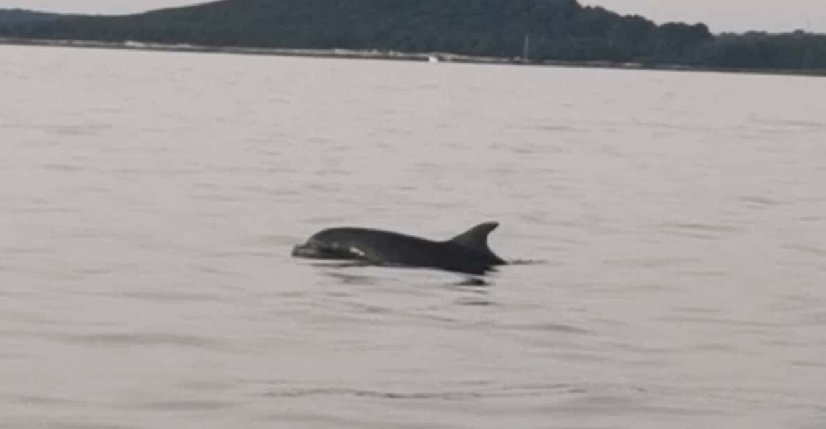 Private Dolphin Tour With Speedboat, No Dolphin No Pay - Dolphin Watching Experience