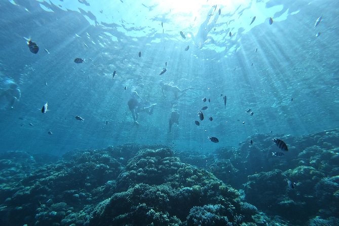Private Dolphin Watching And Snorkeling Tour - Inclusions and Benefits