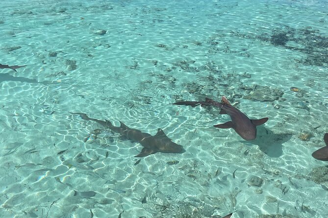 Private Exuma Swimming Tour With Lunch at the Beach Bar - Pickup Information