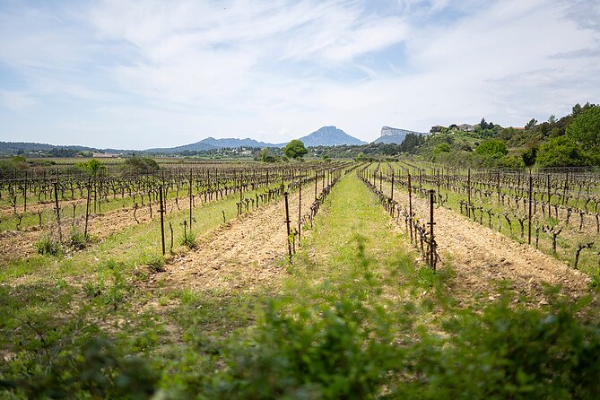 Private Full Day Pic Saint Loup Wine and Olive Tour With Lunch From Montpellier - Olive Oil Factory Visit