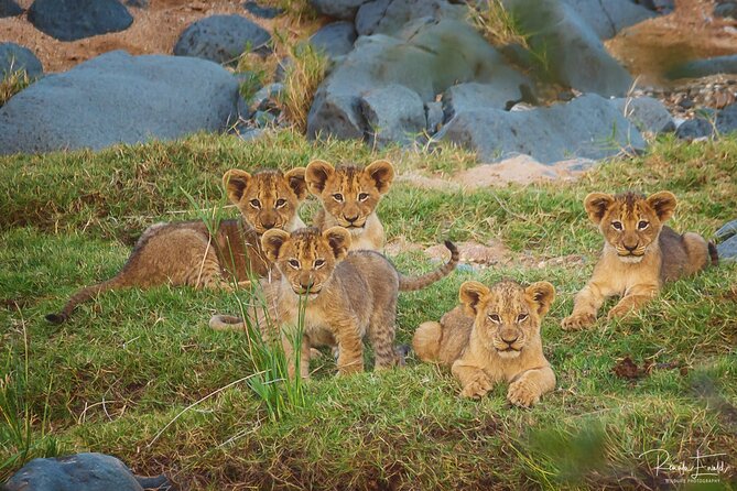 Private Full Day Safari (10 Hours) in Kruger National Park - Tour Inclusions and Features