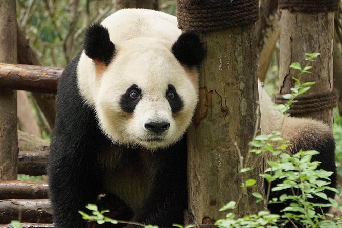 Private Full-Day Tour: Chengdu City Highlights - Key Attractions to Visit