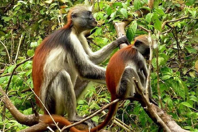 Private Full Day Trip to Stone Town, Spice Farms and Jozani Forest - Meeting and Pickup Details