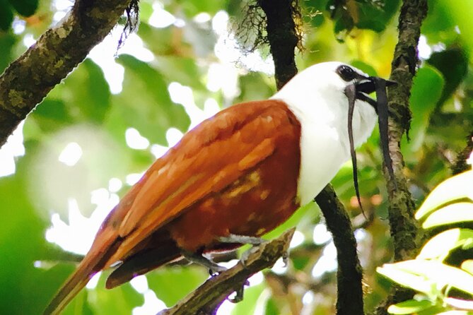 Private Half-Day Birding at Monteverde Cloud Forest - Specialized Birding Equipment