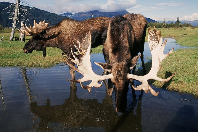 Private Half-Day Nature Tour From Anchorage - Wildlife and Attractions