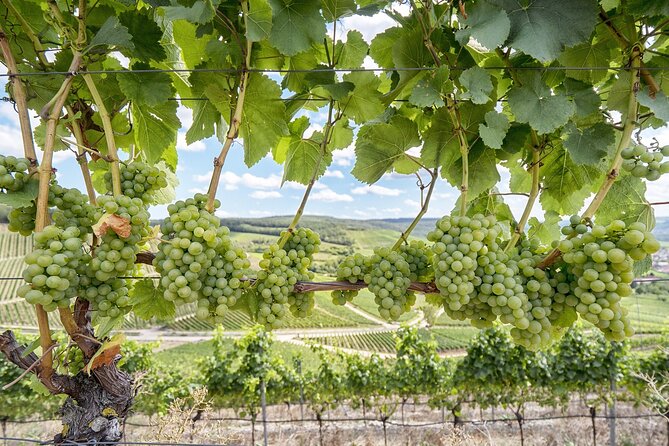 Private Half Day Txakoli Wine Tour & Getaria Fishing Village - Highlights of the Experience