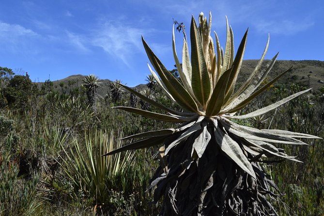 Private Hike • Chingaza Natural Park From Bogota • 10H - Hiking Difficulty