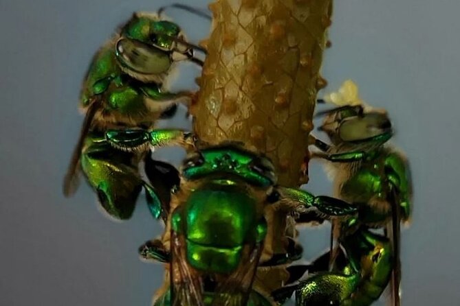 Private Honey Tasting Bike Tour and Butterfly Garden Walk - Pickup and Meeting Details
