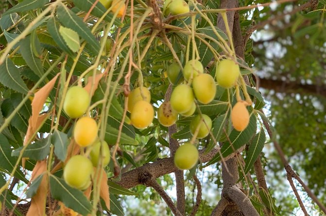 Private Jaisalmer Rural Farm Tour - Unique Experience Highlights