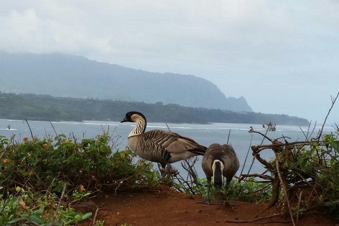 Private Kauai North Shore Tour - Meeting and Pickup Information