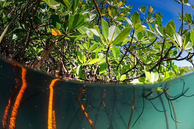 Private Mangrove Tour 2 Hour (max 8 People) - Itinerary Highlights