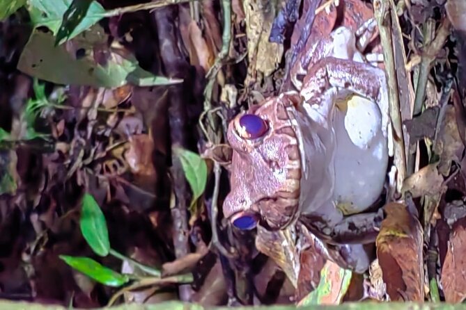 Private Night Adventure in Manzanillo Refuge - Ratings and Reviews