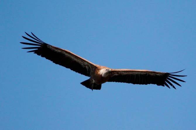 Private Plavnik Island Half-Day Boat Trip With Capt. Bobo - Relaxation and Exploration Opportunities