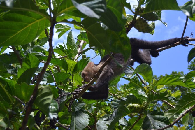 Private Roatan Sloths and Island Tour - Tour Highlights