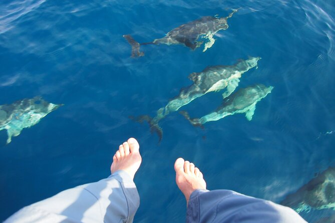 Private Sailing - Dolphin Experience From Estepona - Drink & Food - Amenities and Offerings