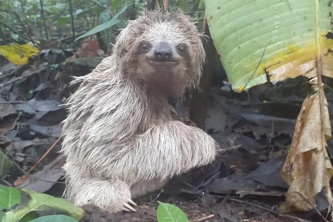 Private Sloth Tour in La Fortuna - Meeting Information