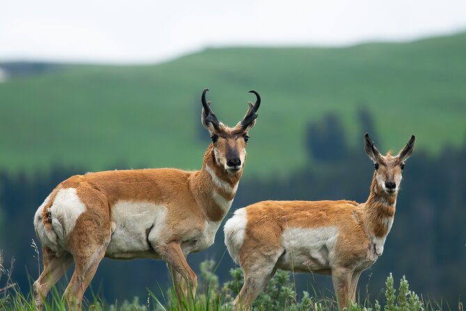 Private Sunrise 4-Hour Grand Teton Wildlife Adventure - Wildlife Viewing Highlights