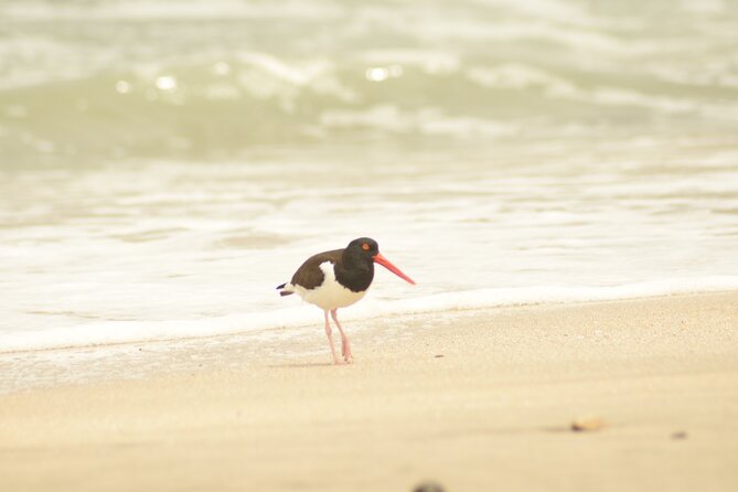 Private Tour at The National Reserve of Paracas - Private Transportation and Convenience