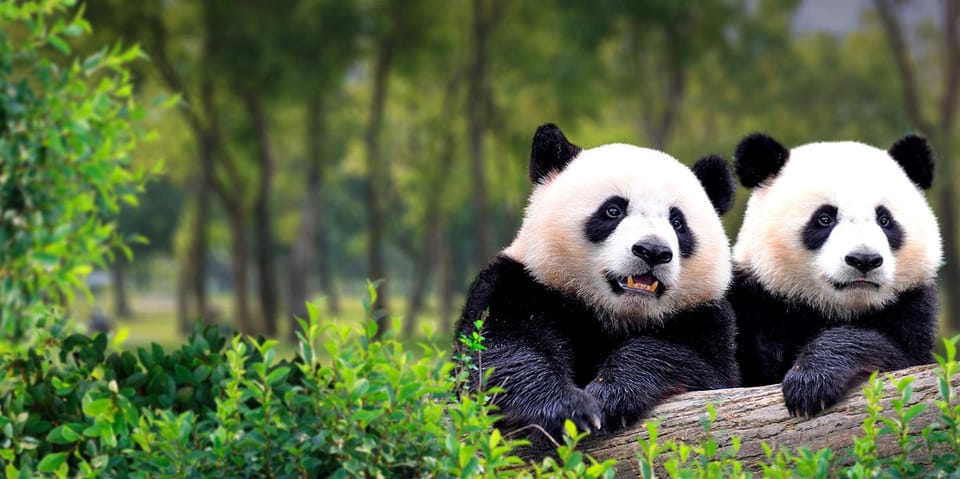 Private Tour by Subway: Panda House, Summer Palace and More - Tour Experience and Highlights