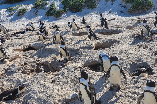 Private Tour Cape of Good Hope & Penguins Sightseeing Full Day - Pickup and Drop-off Details