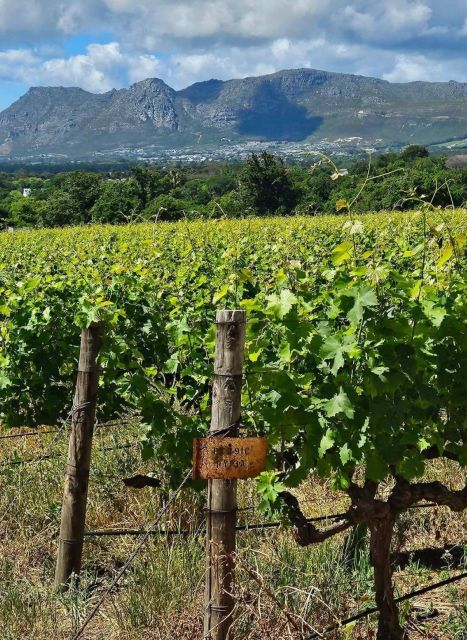 Private Tour: Cape Winelands to Stellenbosch & Franschhoek - Exploring Stellenbosch