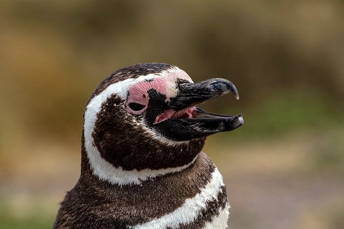 Private Tour Discovering Punta Tombo Penguin Reserve From Puerto Madryn - Meeting Points and Schedule