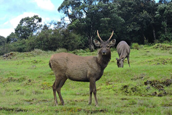 Private Tour in Horton Plains National Park ( Worlds End) With Pickup - Transportation and Amenities