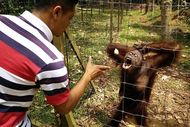 Private Tour: Ipoh Secrets Full Day Heritage & Orang Utan Island - Inclusions and Logistics