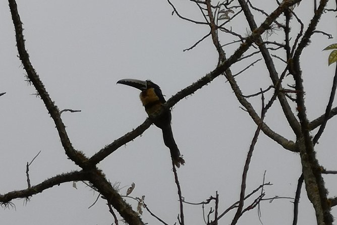 Private Tour - Natural Bird Reserve - Proaves (Hiking/Trekking) - Health and Safety Requirements