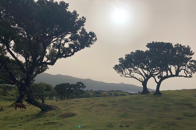Private Tour of Fanal Park Ancient Trees - Booking Information