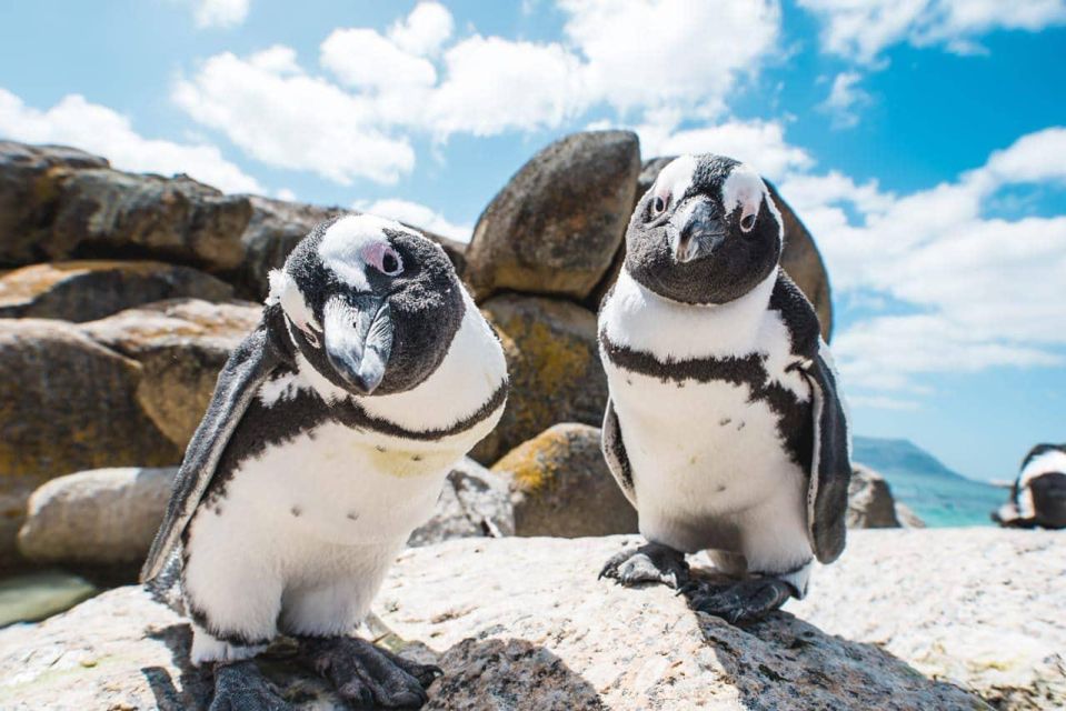 Private Tour: Swim With Penguins at Boulders Beach - Experience Details