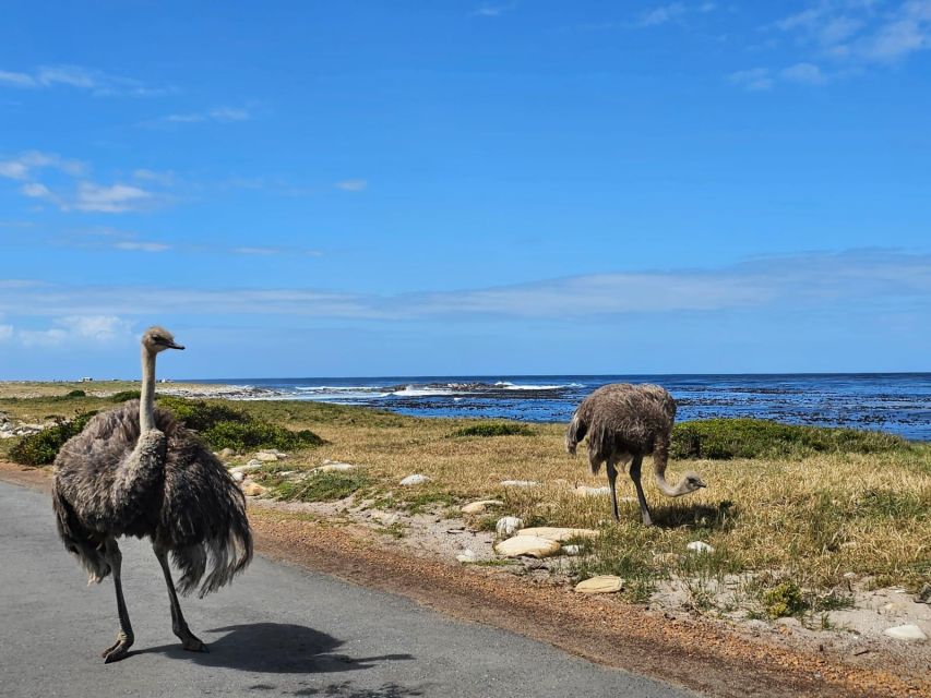 Private Tour: Table Mountain, Penguins Colony & Cape Of Good - Itinerary Highlights