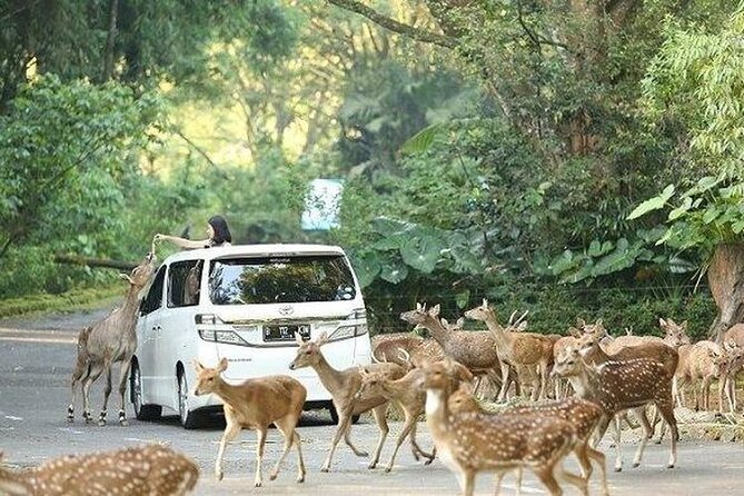 Private Tour To Safari Park & Waterfall (From Surabaya/Malang) - Itinerary Overview