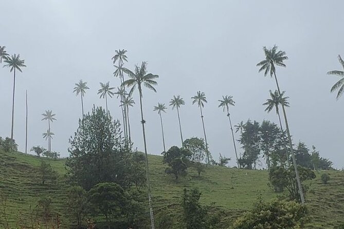 Private Tour to Salento and Cocora and Filandia - Inclusions and Highlights