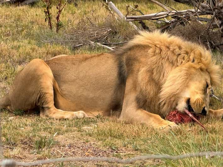 Private Tour: Witness Lion Feeding Up Close - Book Now! - Itinerary Details