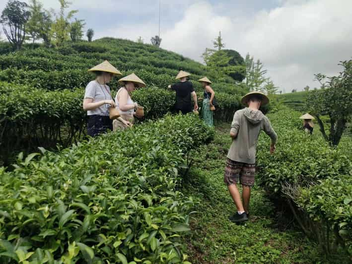 Private Tour-Yangshuo Seven Fairies Peak Tea Plantation - Itinerary and Experiences