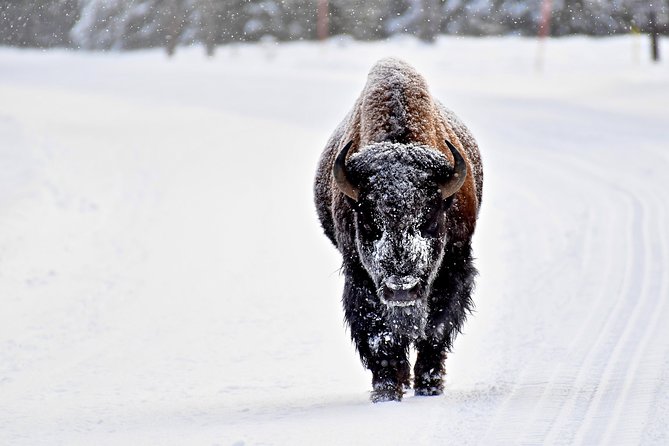 Private Yellowstone Winter Wolf Watching and Wildlife Safari - Winter Wildlife Sightings