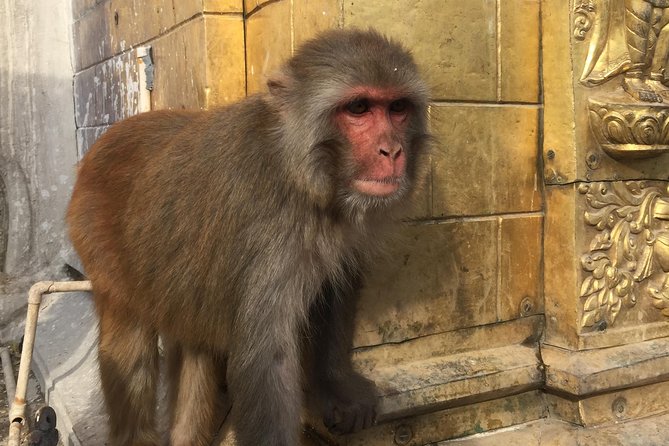 Privet Day Tours in Kathmandu Nepal - Benefits of Private Tours