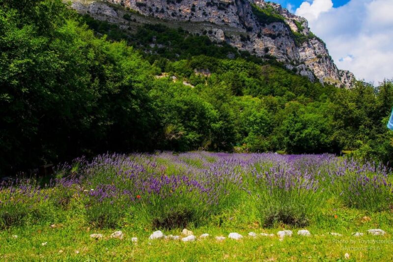 Provence Countryside Trip - Tour Highlights
